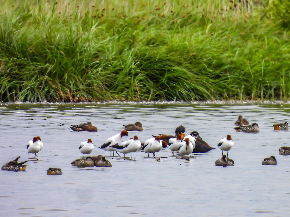 Abozeta burugorria - ML646728314