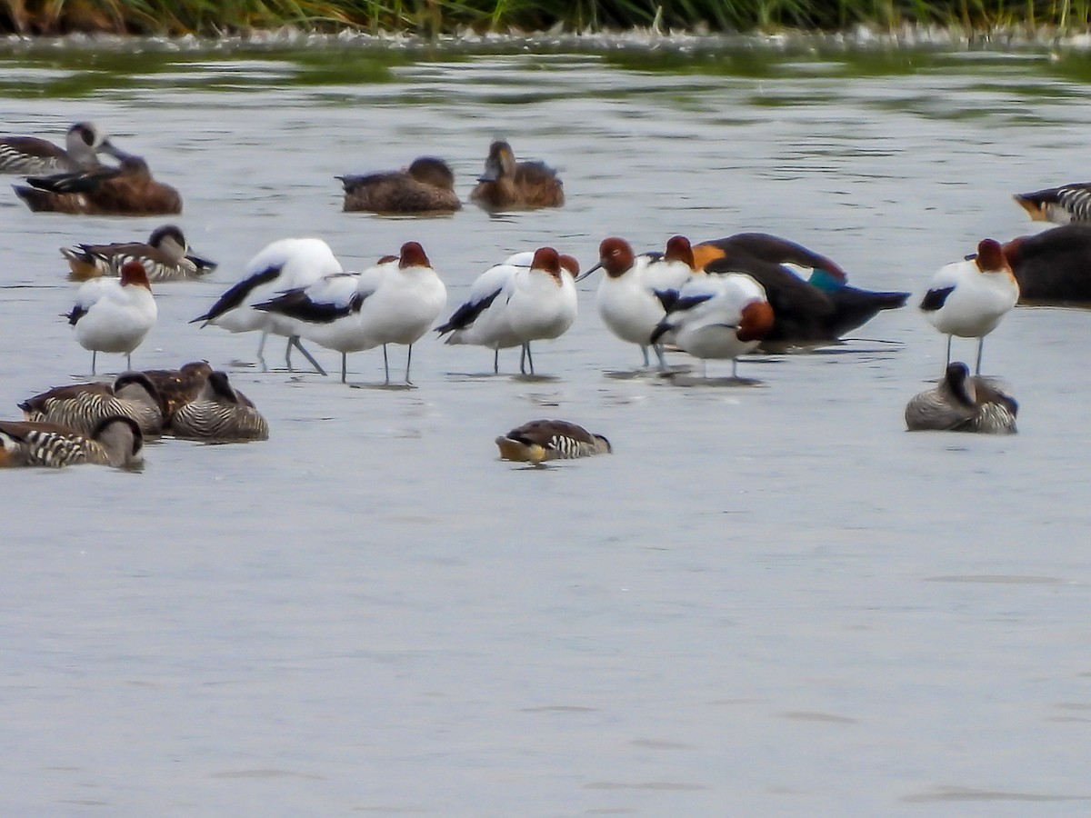 Abozeta burugorria - ML646728315