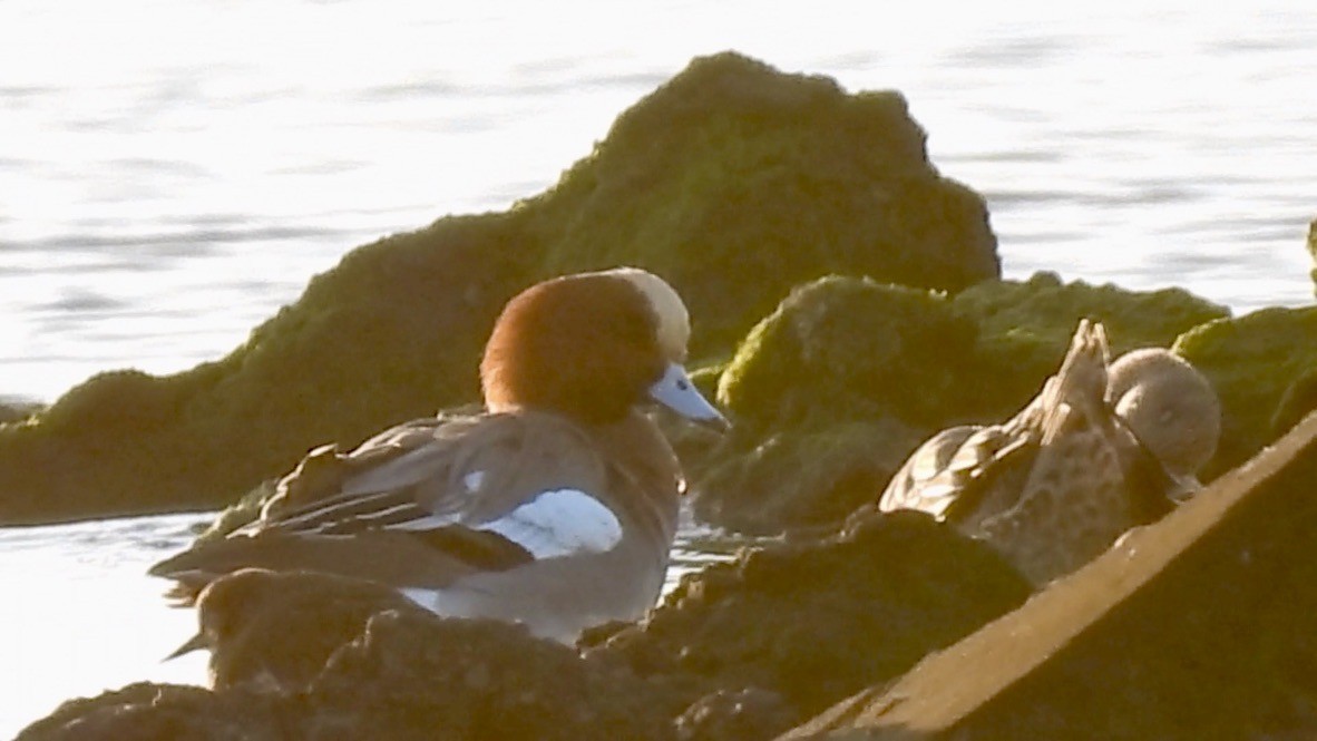 赤頸鴨 - ML646728316