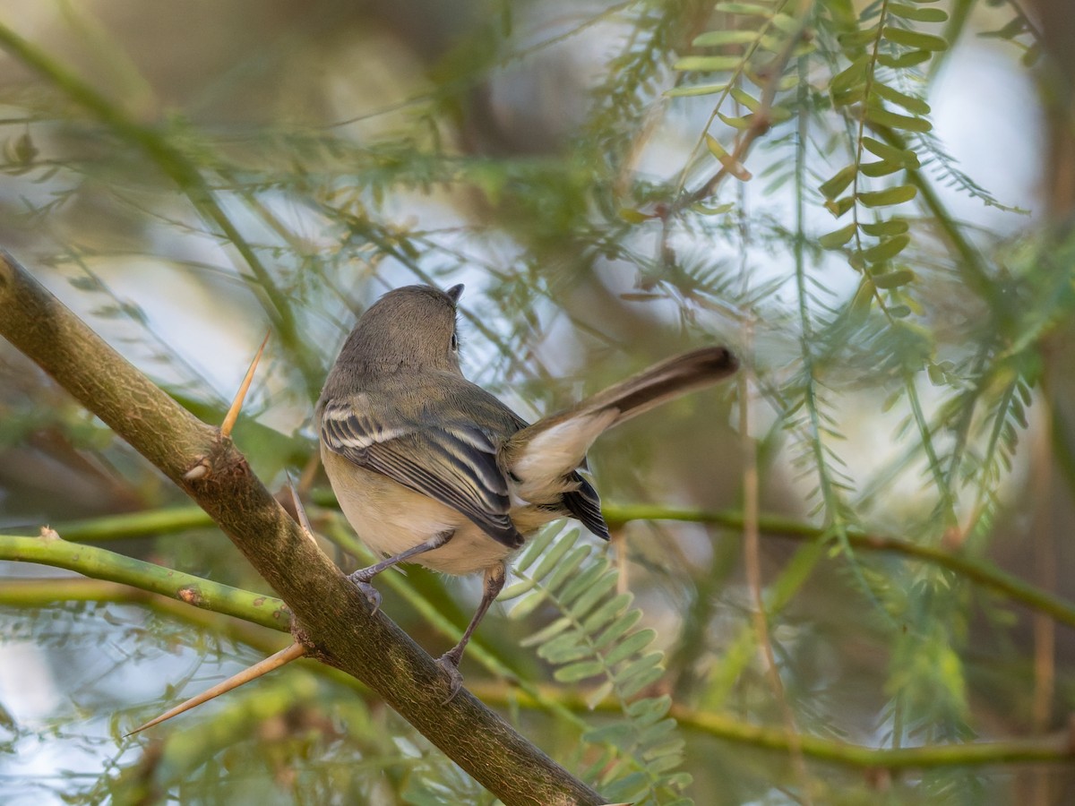 Bell's Vireo - ML646728319