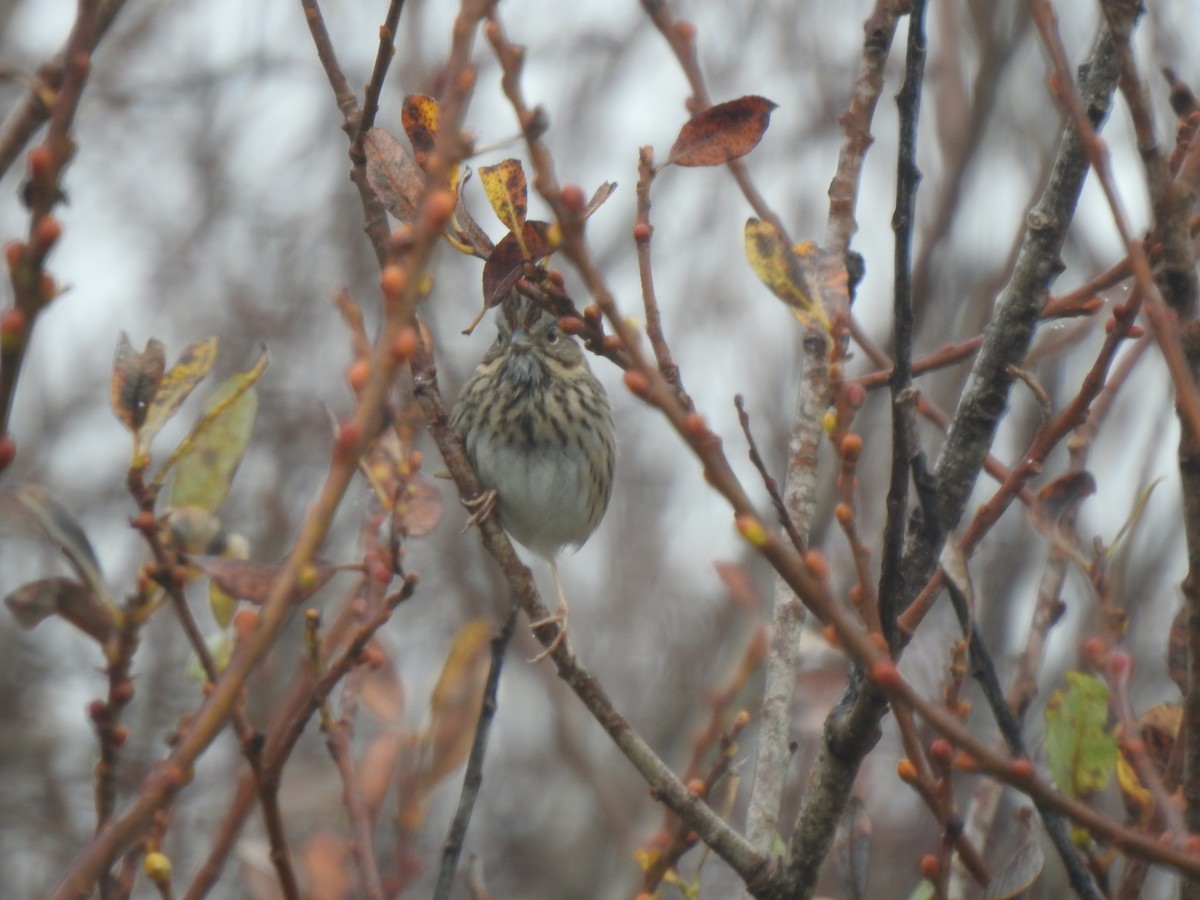 Еловая овсянка - ML646728325