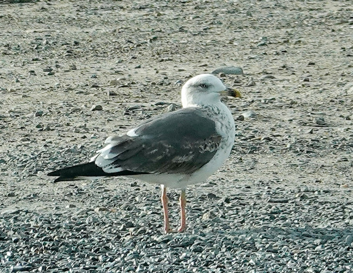 Zafferano - ML646728328