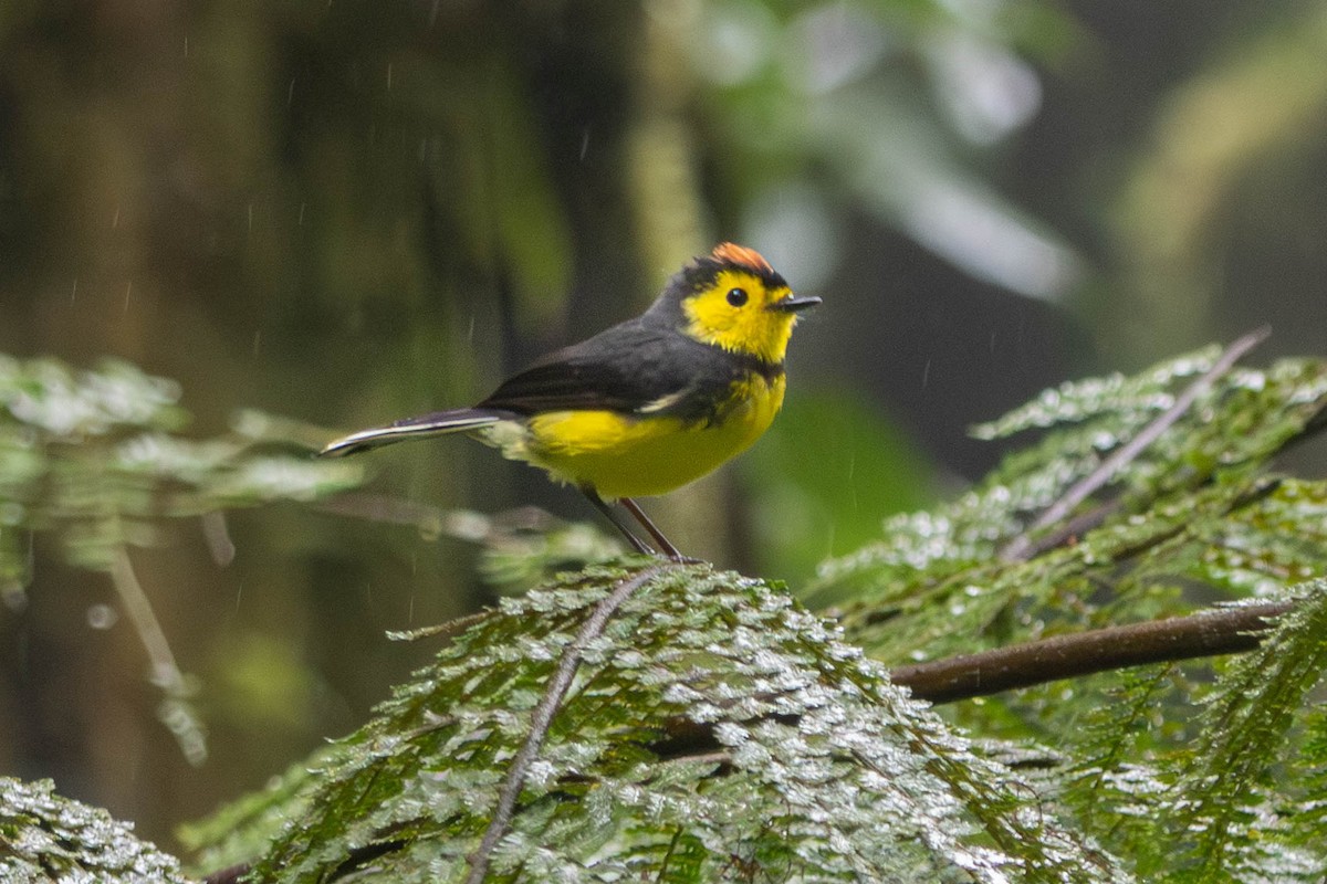Collared Redstart - ML646728329