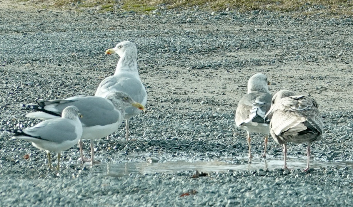 Zafferano - ML646728330