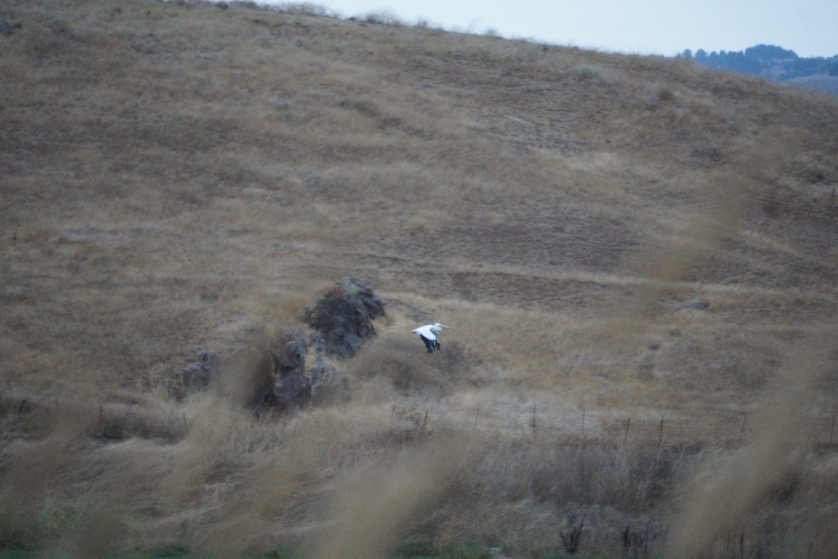 Great Egret - ML646728331