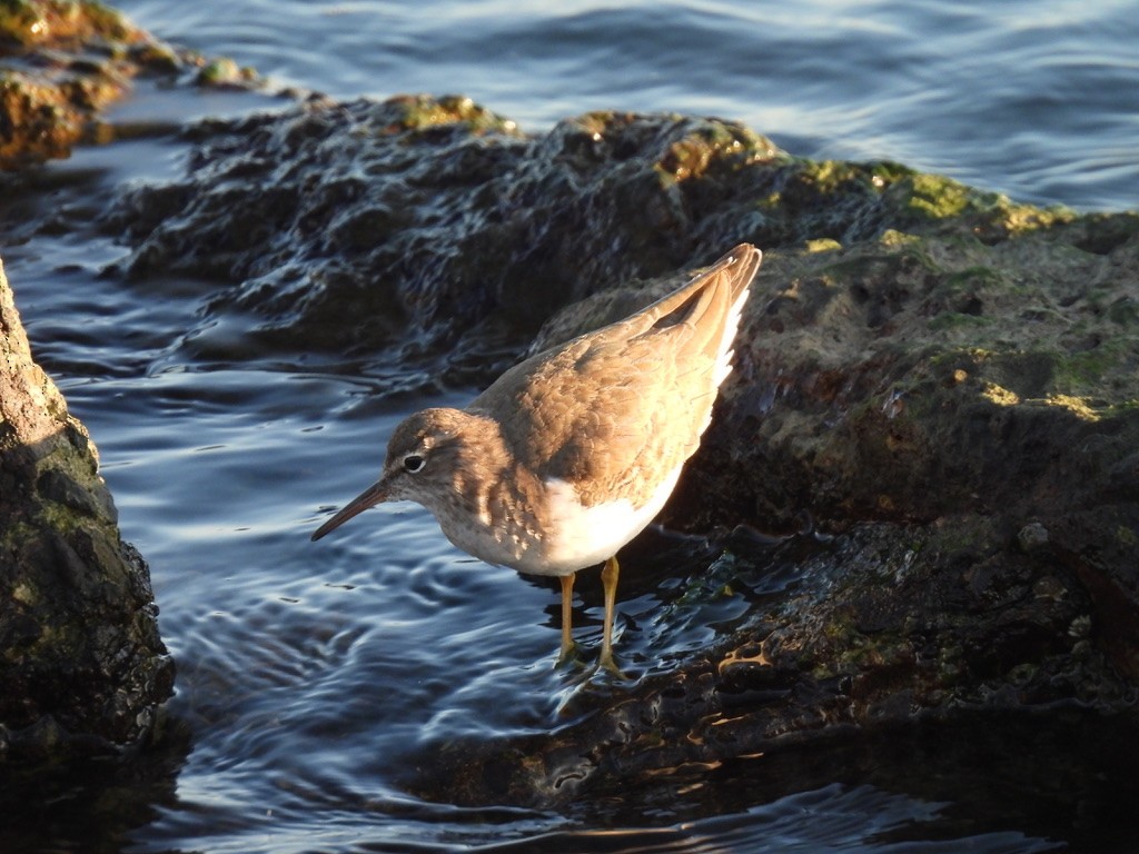 Spotted Sandpiper - ML646728333