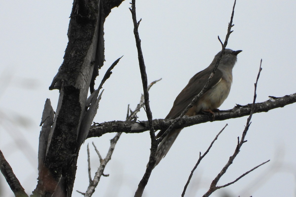 Coucou des buissons - ML646728335