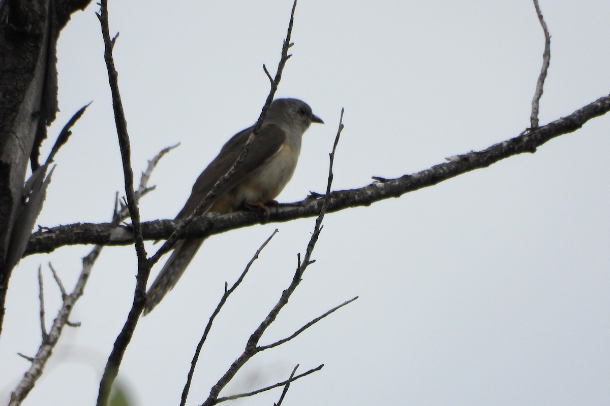 Coucou des buissons - ML646728336