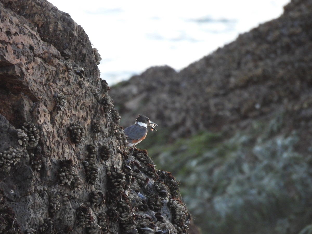 Belted Kingfisher - ML646728337
