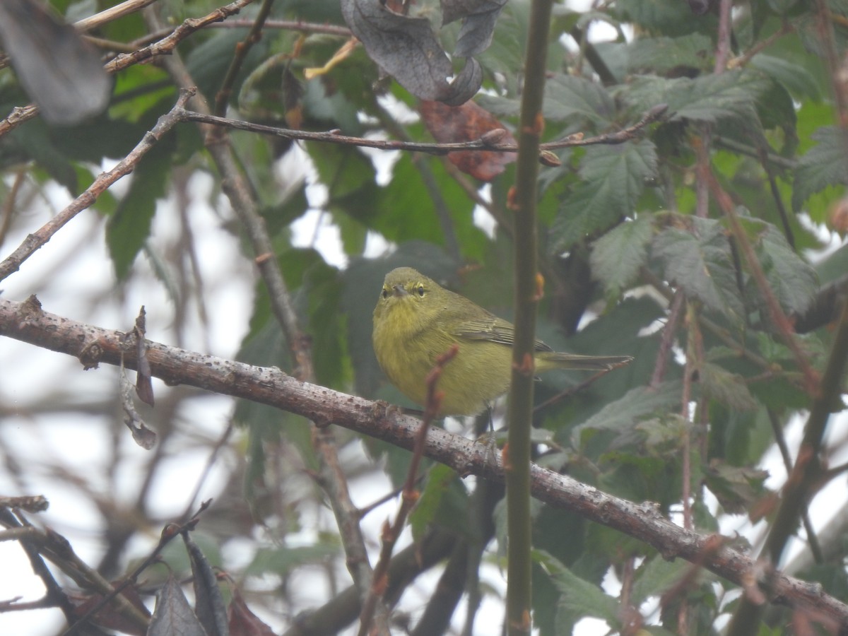 Рыжешапочная древесница - ML646728338