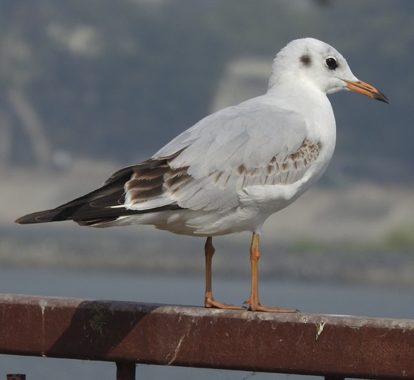 Озёрная чайка - ML646728339