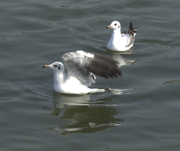 Озёрная чайка - ML646728340