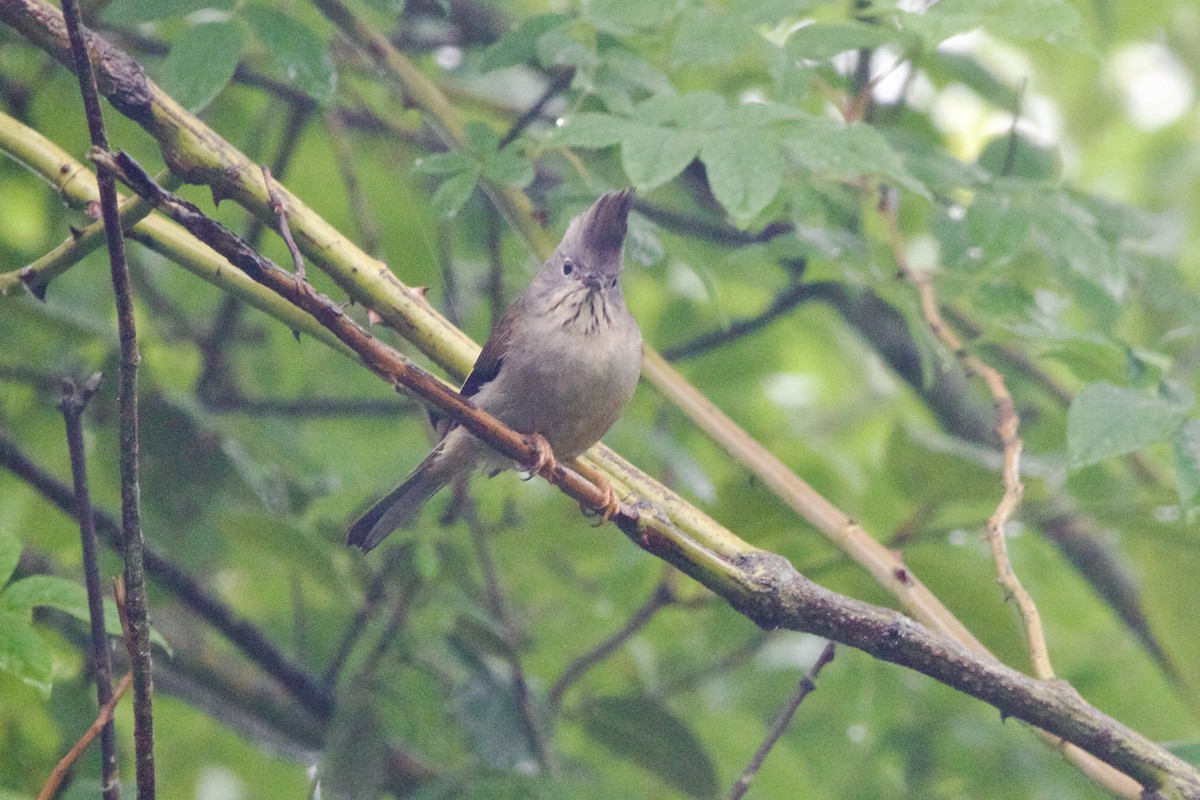 ノドフカンムリチメドリ - ML646728341