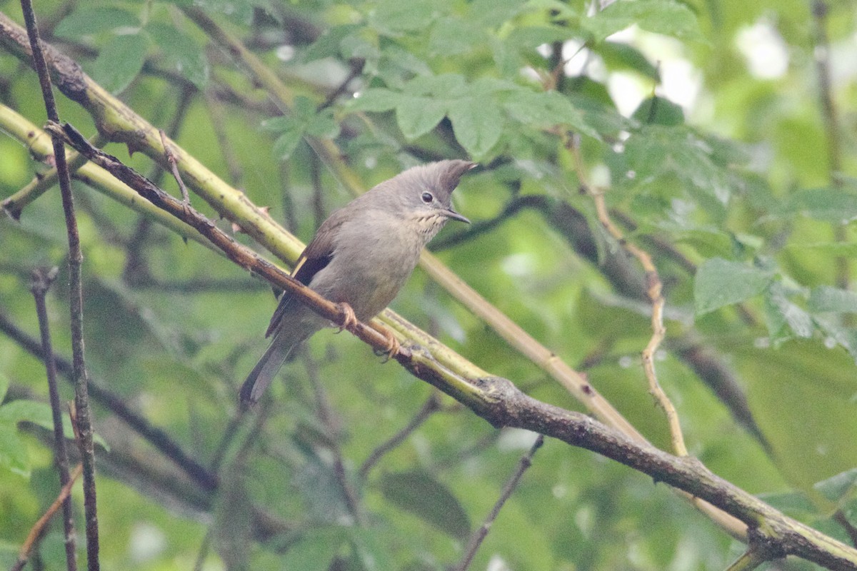 ノドフカンムリチメドリ - ML646728342