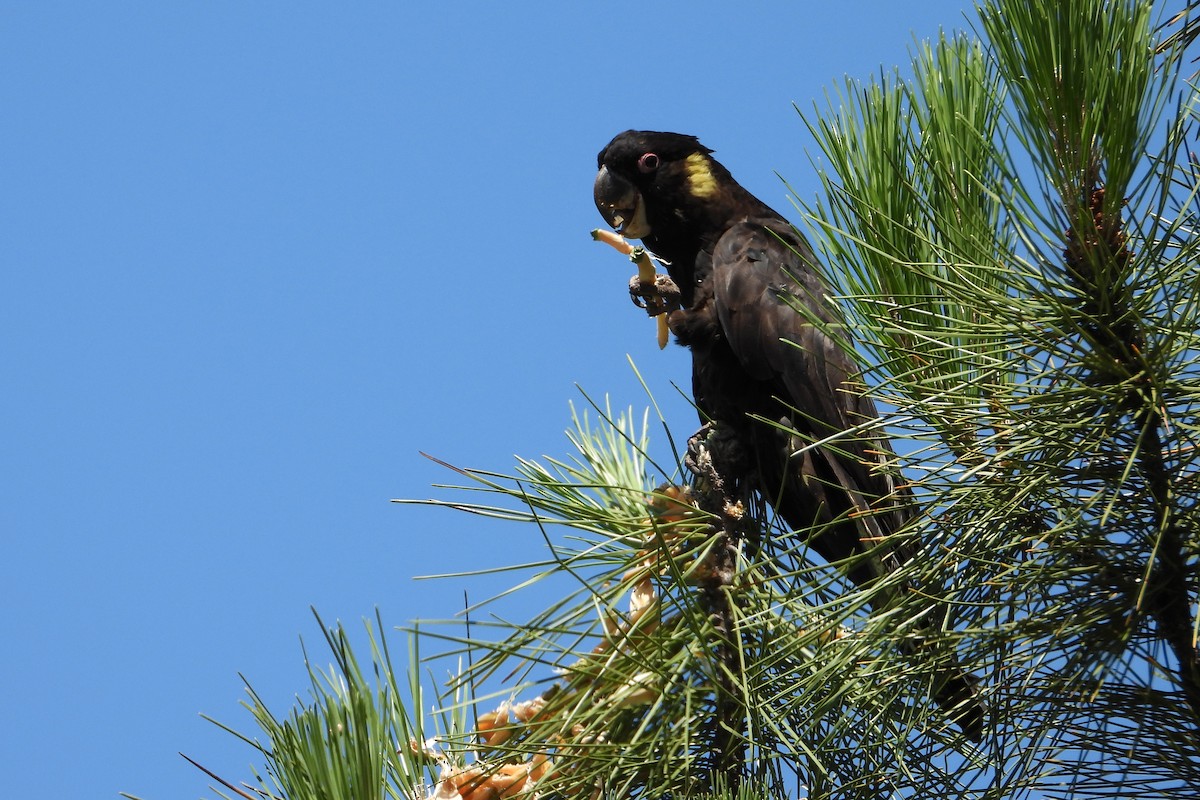Cacatoès funèbre - ML646728343