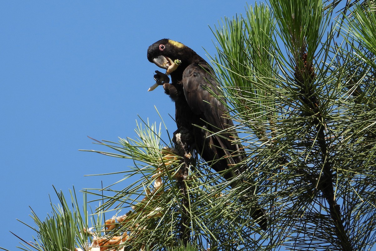 Cacatoès funèbre - ML646728344