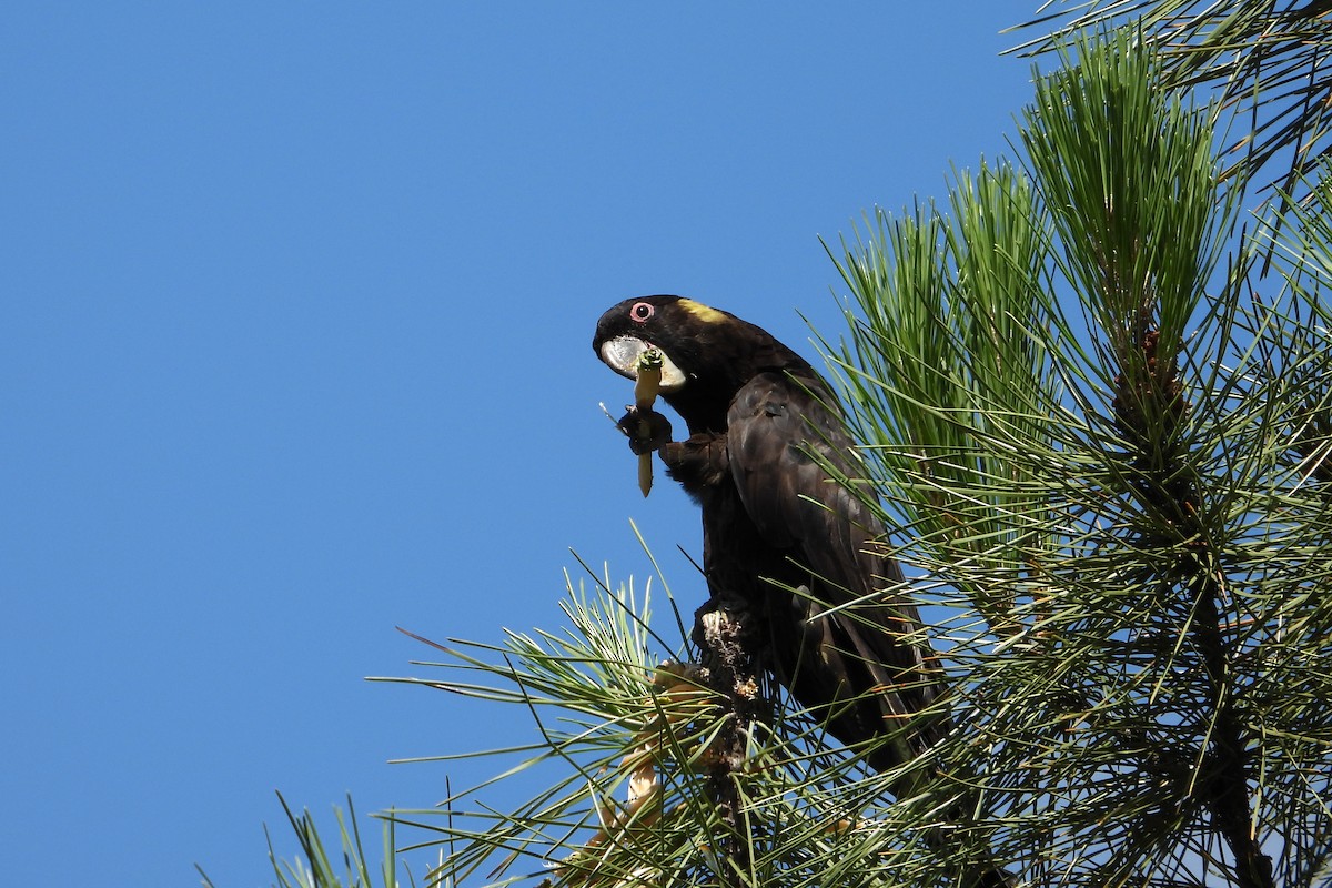Cacatoès funèbre - ML646728345