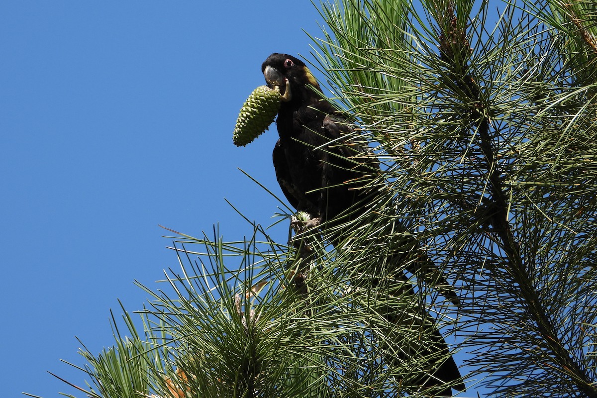 Cacatoès funèbre - ML646728346
