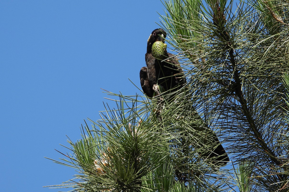 Cacatoès funèbre - ML646728347