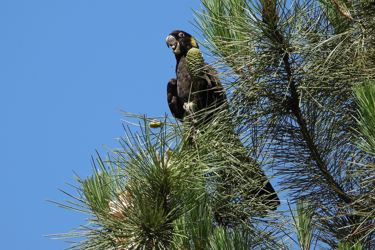 Cacatoès funèbre - ML646728348