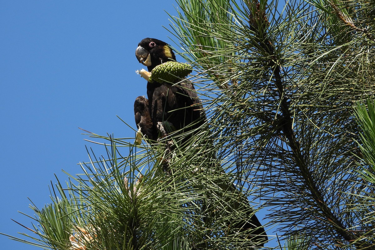 Cacatoès funèbre - ML646728349