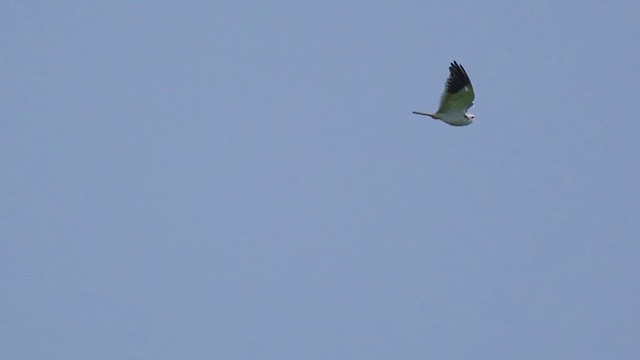 Nibbio bianco - ML646728351