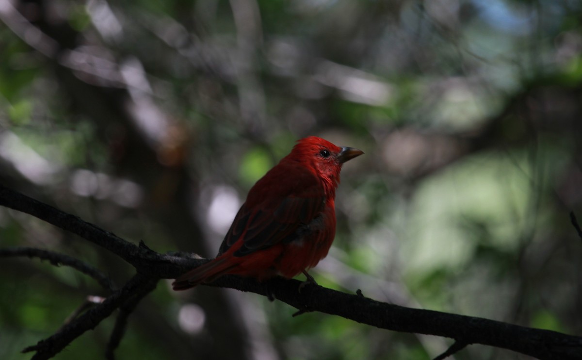 Kırmızı Piranga - ML646728353