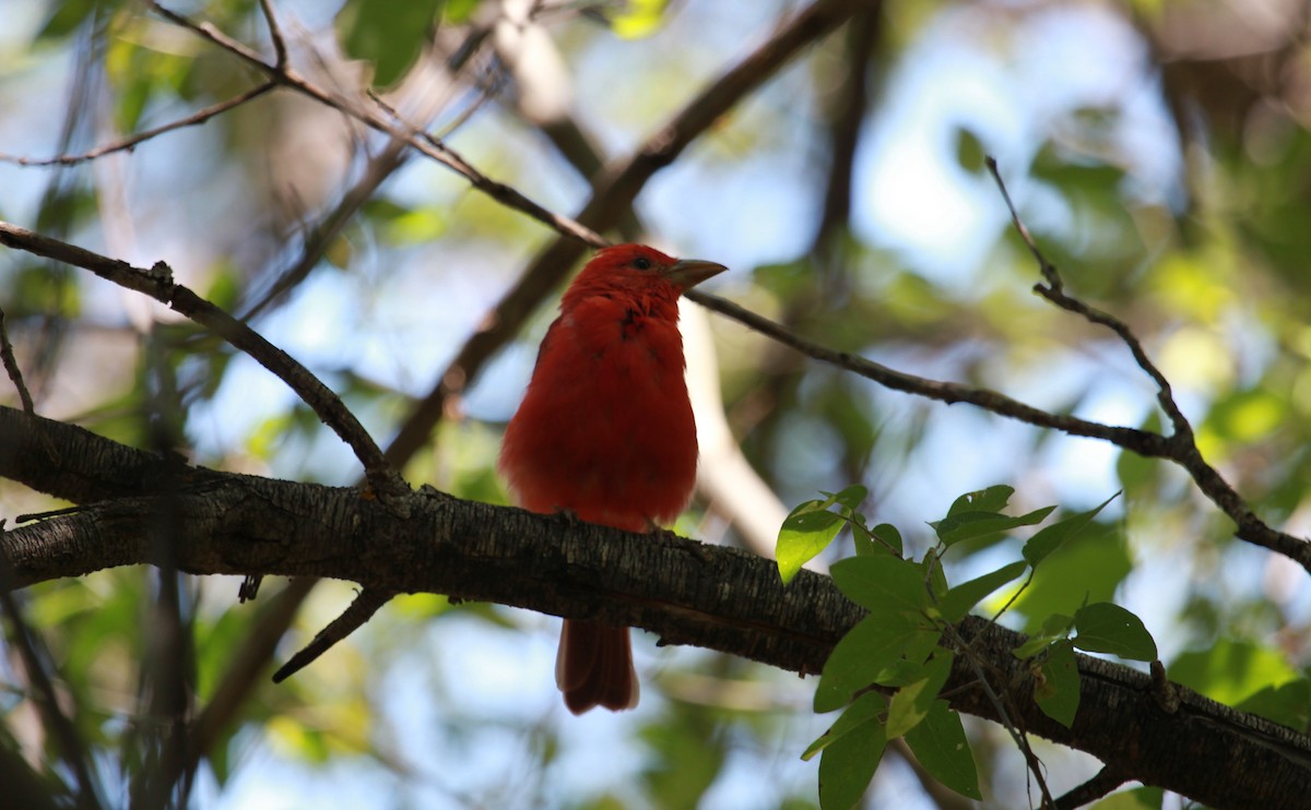 Kırmızı Piranga - ML646728354