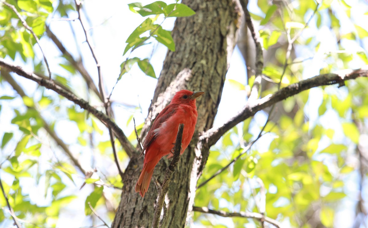 Kırmızı Piranga - ML646728355