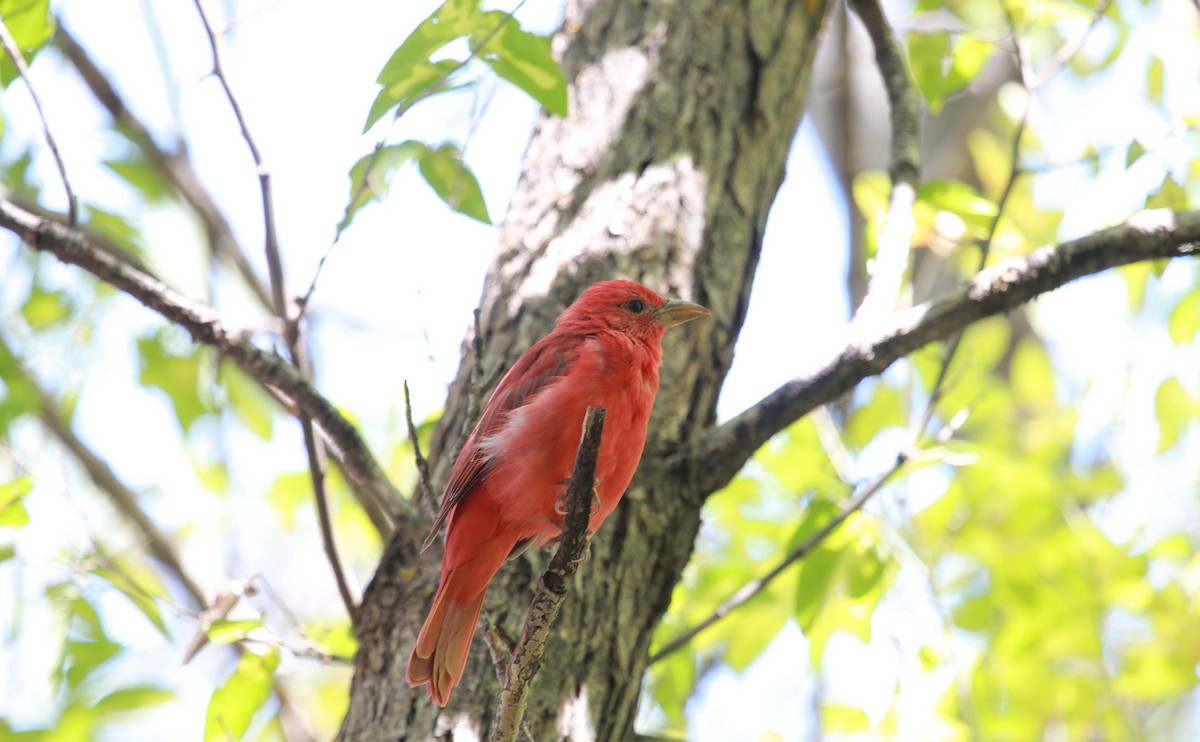 Kırmızı Piranga - ML646728356