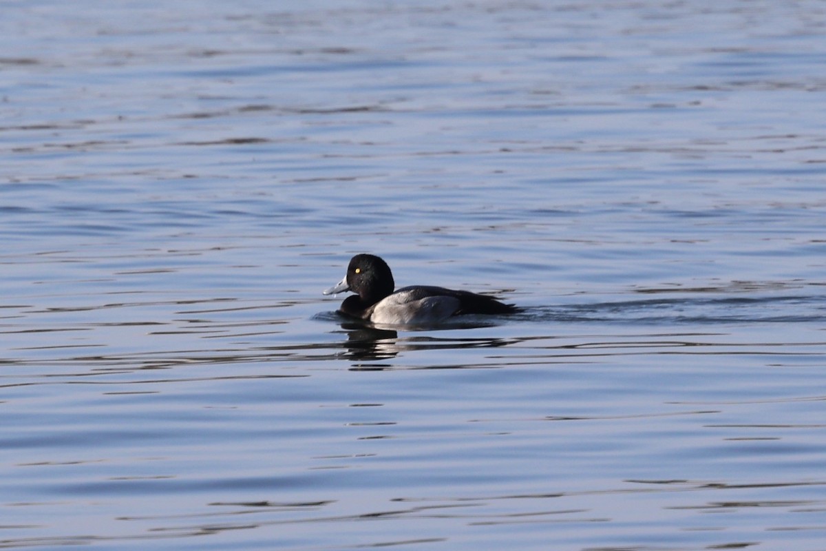 Морская чернеть - ML646728357