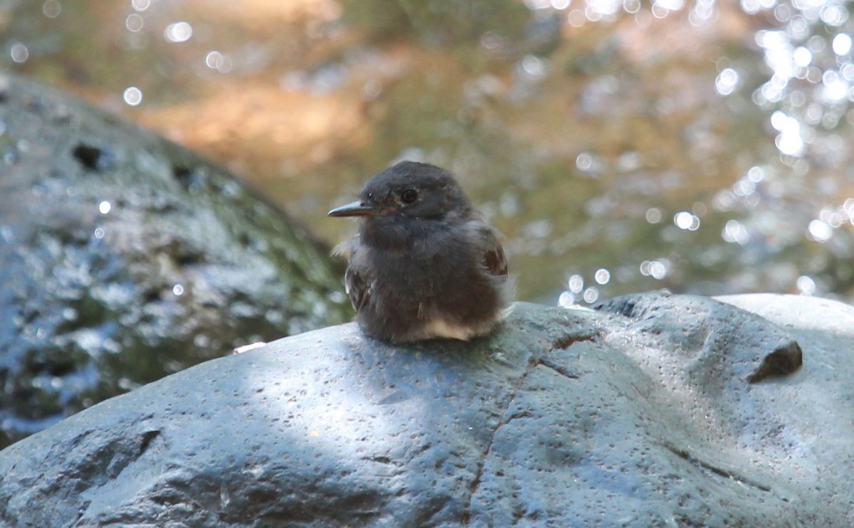 Kara Fibi - ML646728358