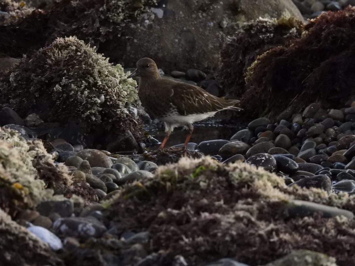 Black Turnstone - ML646728359