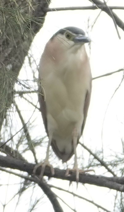 Nankeen Night Heron - ML646728360