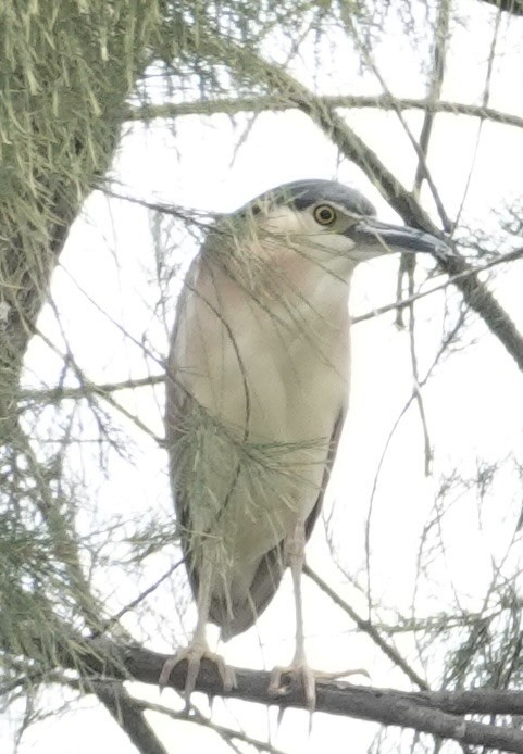 Nankeen Night Heron - ML646728361