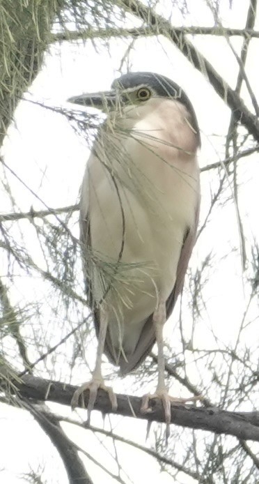 Nankeen Night Heron - ML646728363