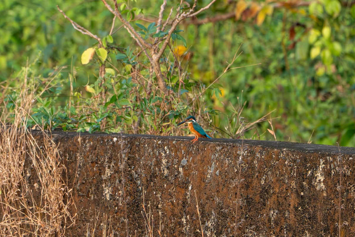 Зимородок - ML646728370