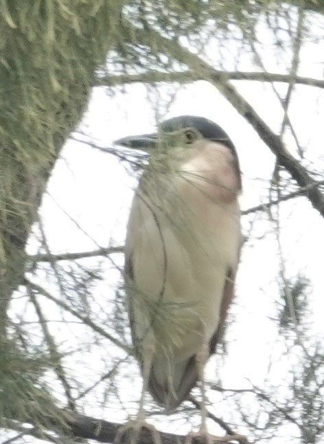 Nankeen Night Heron - ML646728371