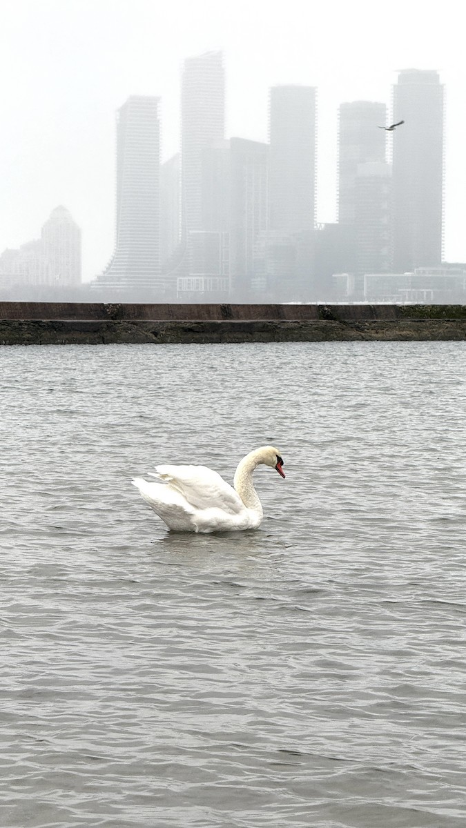 Mute Swan - ML646728375