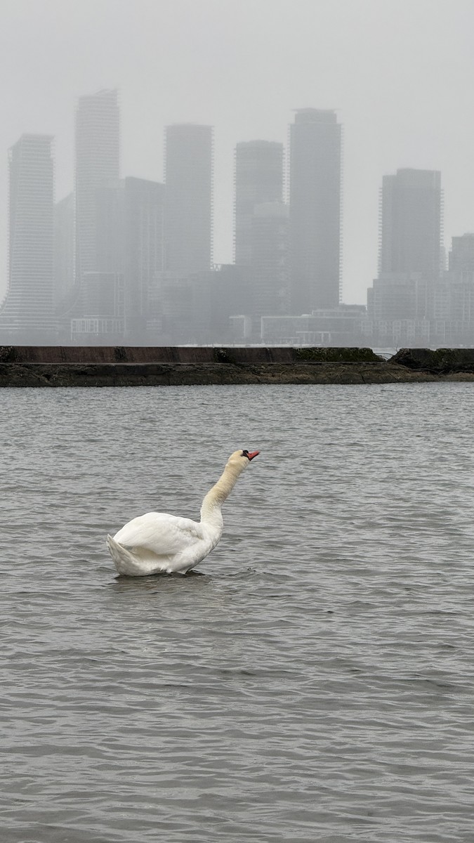 Mute Swan - ML646728377