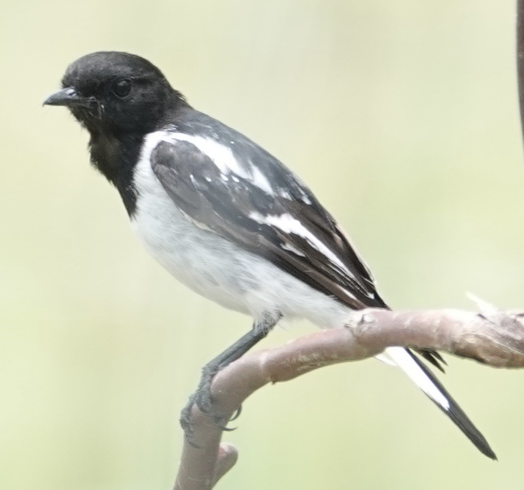 Kara Başlı Bülbül - ML646728378