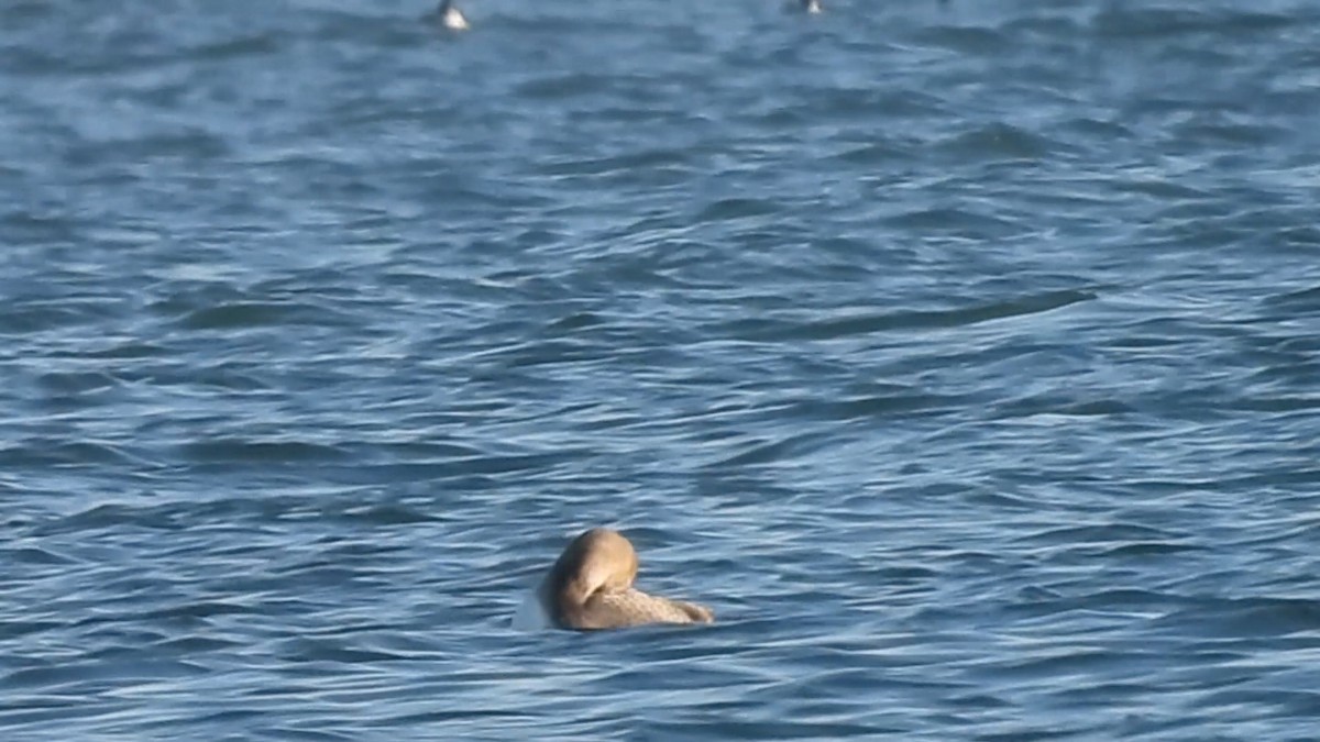 白嘴潛鳥 - ML646728379