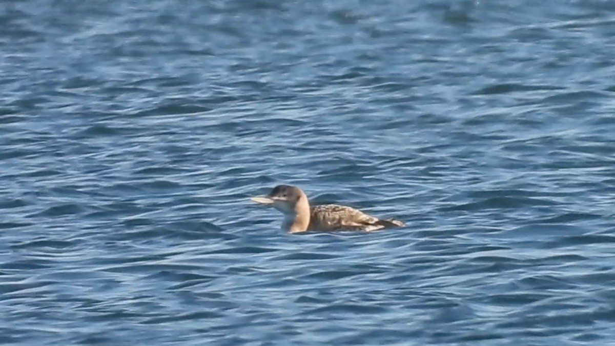 白嘴潛鳥 - ML646728380