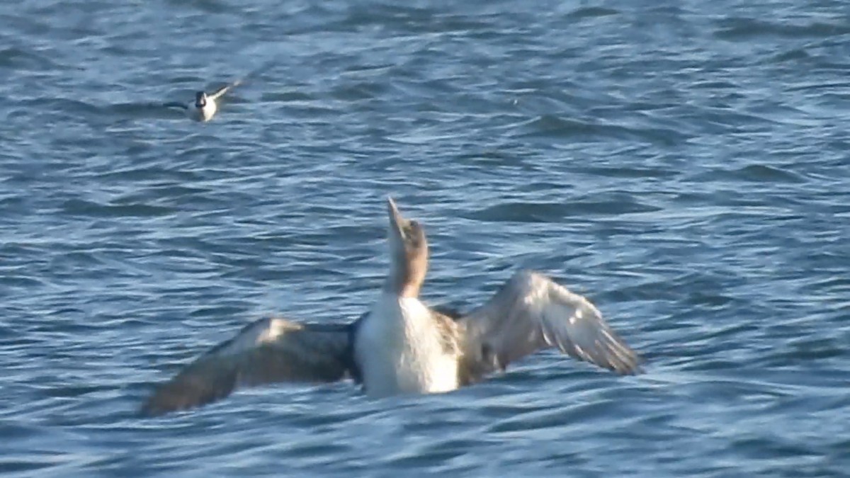 白嘴潛鳥 - ML646728381