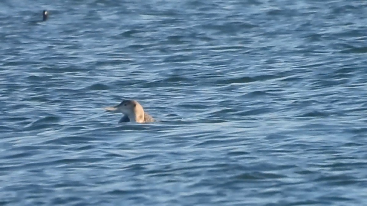 白嘴潛鳥 - ML646728383