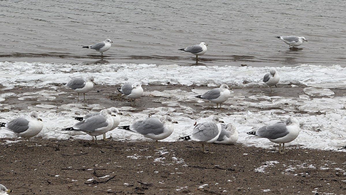 Ring-billed Gull - ML646728384