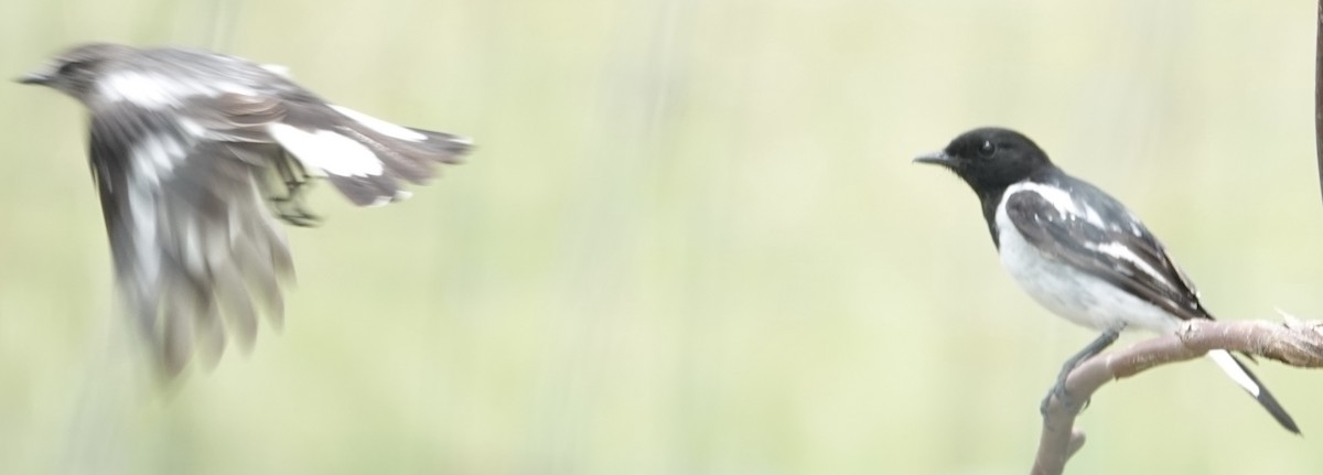 Kara Başlı Bülbül - ML646728387