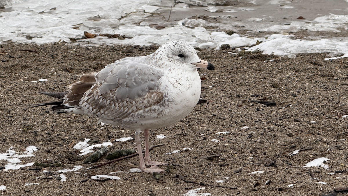 Ring-billed Gull - ML646728390