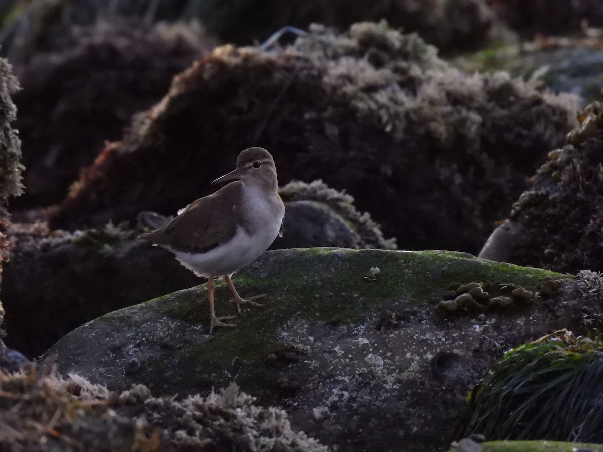 Spotted Sandpiper - ML646728391