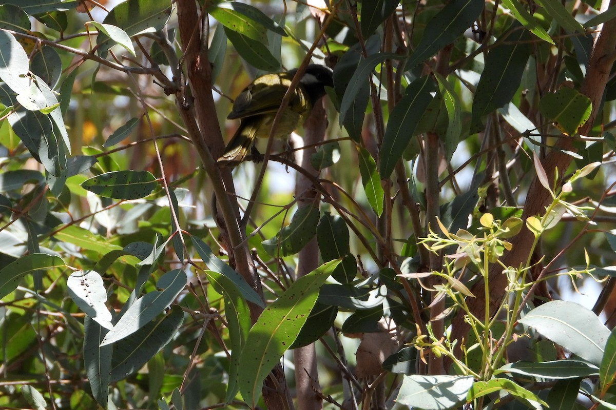 Méliphage leucotique - ML646728393